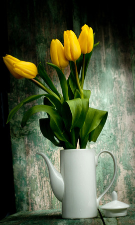 Yellow tulips over green wooden backgroundの写真素材