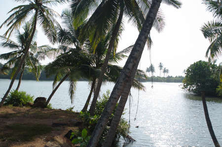 Beautiful beach with palms on Sri Lanka islandの写真素材