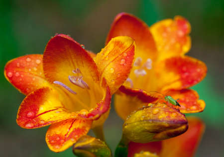 Beautiful  freesia flowers with water drops and  green insect  on itの写真素材