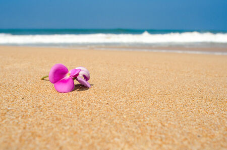 pink Leelawadee flower on the white sandの写真素材