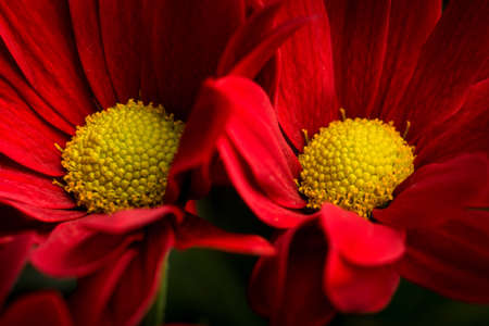 red flowers macroの写真素材