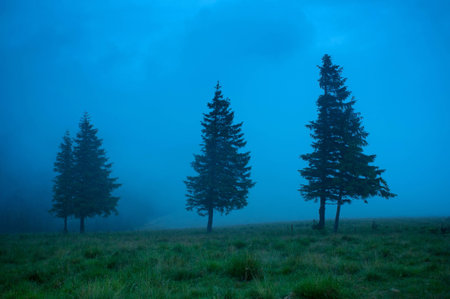 Foggy morning landscape with pine tree highland forest. Travel background.の写真素材