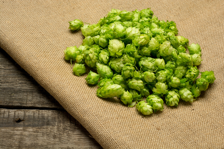 Fresh green hops on burlap background. Top viewの写真素材