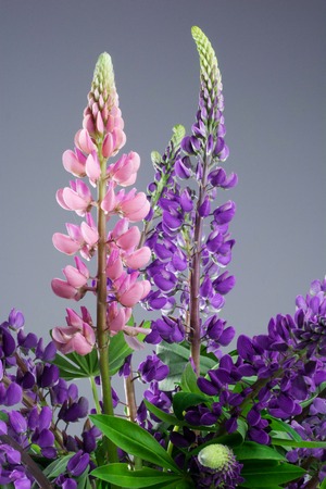 Beautiful spring flowers bouquet close upの写真素材