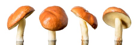 Beautiful set of forest mushrooms isolated on white background .の写真素材