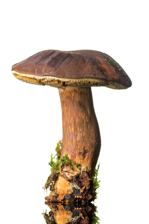 Beautiful of forest mushrooms isolated on white background .の写真素材