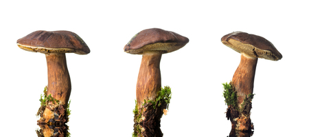 Beautiful forest mushrooms set isolated on white background.の写真素材