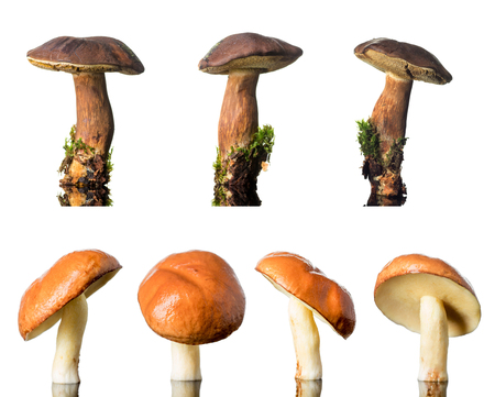 Beautiful forest mushrooms set isolated on white background.の写真素材