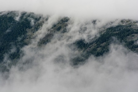 pine forest in mountains with fog. beautiful background.の写真素材