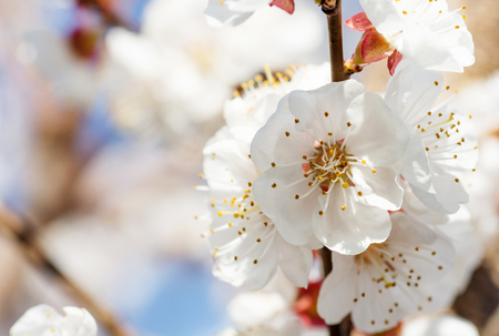 Spring border or background art with pink blossom. Beautiful nature scene with blooming tree and sun flare. Easter Sunny day. Spring flowers. Beautiful Orchard Abstract blurred background. Springtime.の写真素材