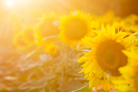 Sunflower field at sunset.の写真素材