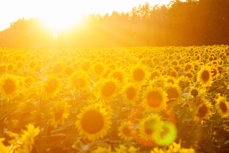 Sunflower field at sunset.の写真素材