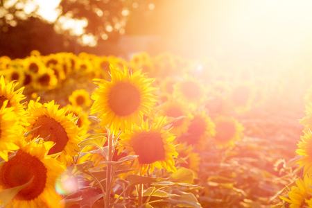 Sunflower field at sunset.の写真素材