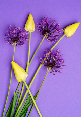 Creative layout made with pink and yellow flowers on violet background. Flat lay. Spring minimal concept.の写真素材