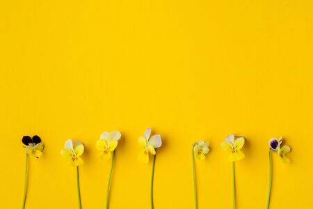 Pansy Flower on yellow Blank Paper Page for Greeting Message. Top view, Flat lay, Copy Space