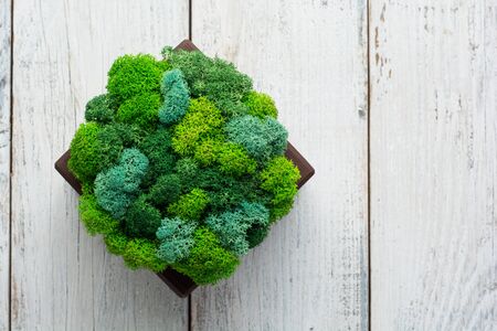 Generic concept image of decorative moss. Used for interior design, organic fresh living or office spaces, green living or presentations, brochures.の写真素材