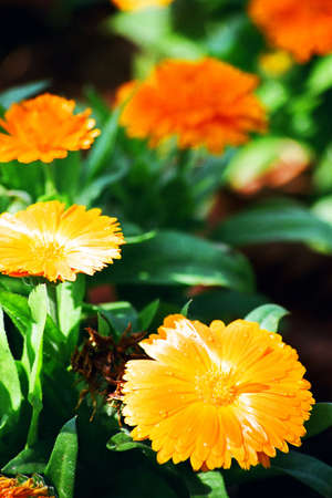 Yellow gerberaの写真素材