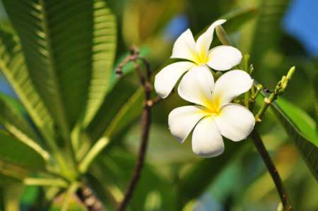 White Frangipani flowersの写真素材