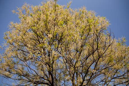 yellow Treeの写真素材