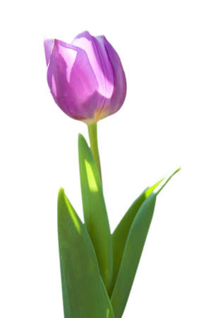 PURPLE PRINCEの写真素材