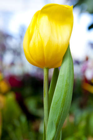Yellow  fligth tulipの写真素材