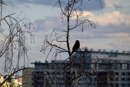 Crow sitting in the tree  City as background の写真素材