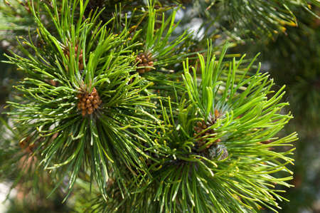 Pine branches closeup detail needlesの写真素材