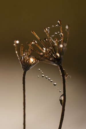 morning dew on dry grass with a buggyの写真素材