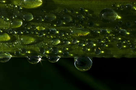 summer morning dew on a grass bladeの写真素材