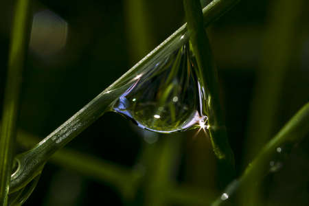 summer morning dew dropの写真素材