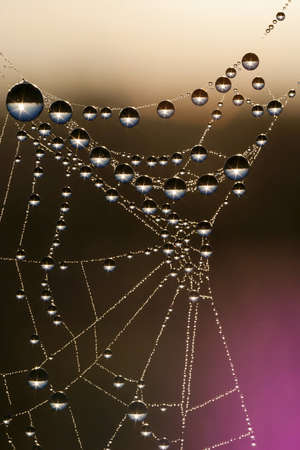 summer morning dew on spider web with sunrise refraction and blurred backgroundの写真素材