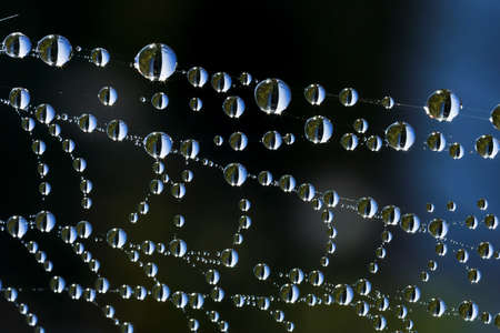 summer morning dew on spider web with sunrise refraction and blurred backgroundの写真素材