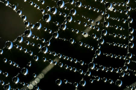 summer morning dew on spider web with sunrise refraction and blurred background