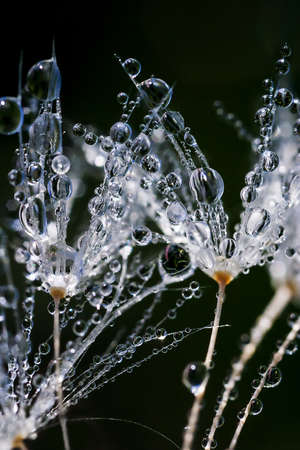 summer morning dew on a plant with a blurred backgroundの写真素材