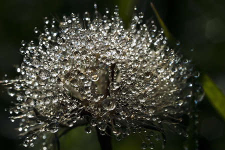 summer morning dew on a plant with a blurred backgroundの写真素材