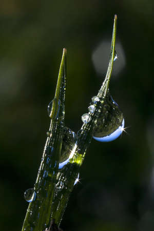 summer morning dew on a plant with a blurred backgroundの写真素材