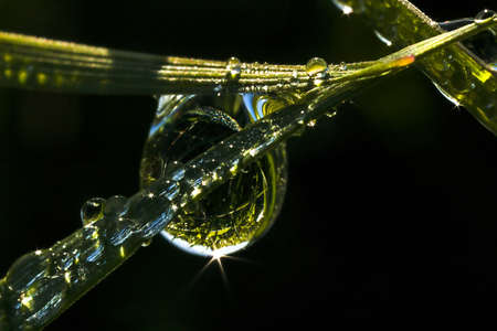 summer morning dew on a plant with a blurred backgroundの写真素材