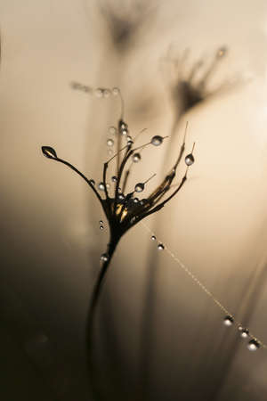 summer morning dew on a dry plant with a blurred backgroundの写真素材