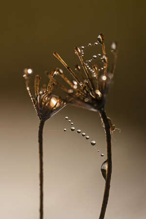 summer morning dew on a dry plant with a buggy and  blurred backgroundの写真素材