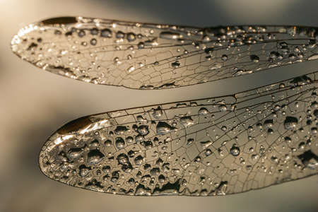 summer morning dew on a dragonfly wingsの写真素材