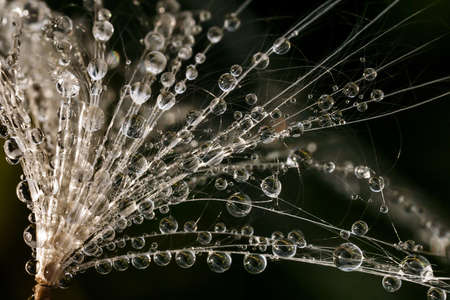 summer morning dew on a plant with a blurred backgroundの写真素材