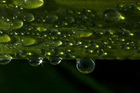 summer morning dew on a grass bladeの写真素材