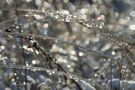 winter rain frozen on grass