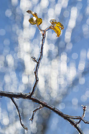 winter rain frozen on branches with yellow leavesの写真素材