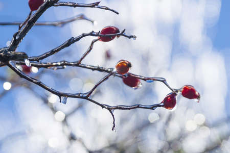 winter rain frozen on brierの写真素材