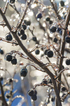 winter rain frozen on branches with black berriesの写真素材