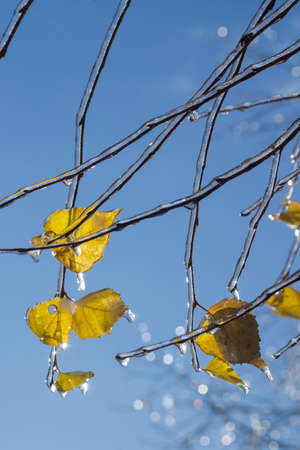 winter rain frozen on birch branchesの写真素材