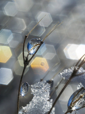 winter rain frozen on a plantの写真素材