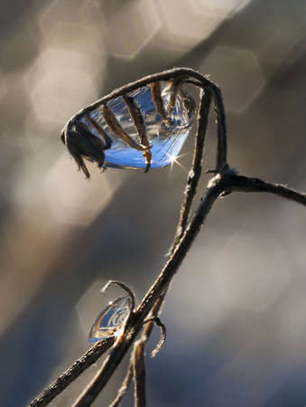winter rain frozen on a plant