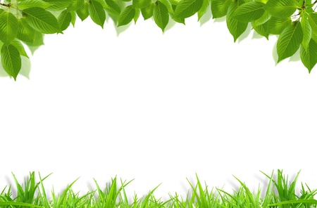 green grass and fresh leaves frameの写真素材